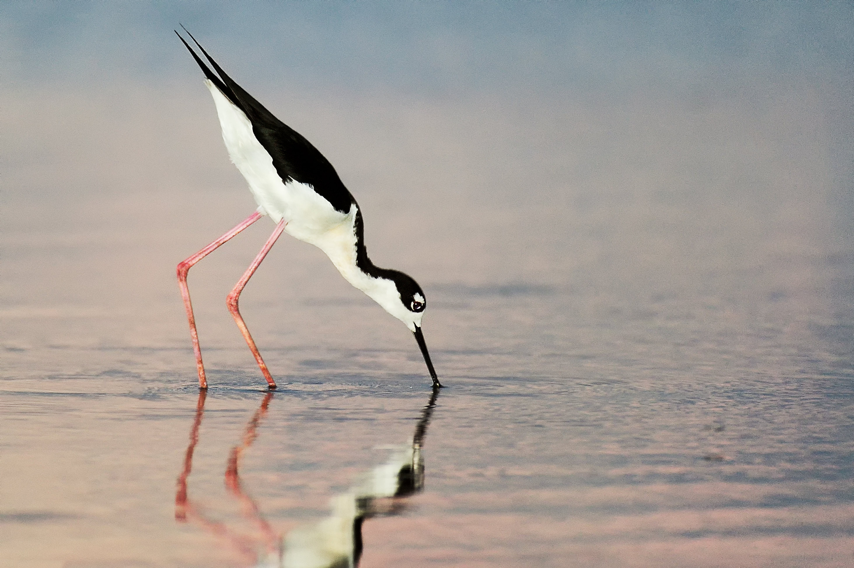 Black Neck Stilt