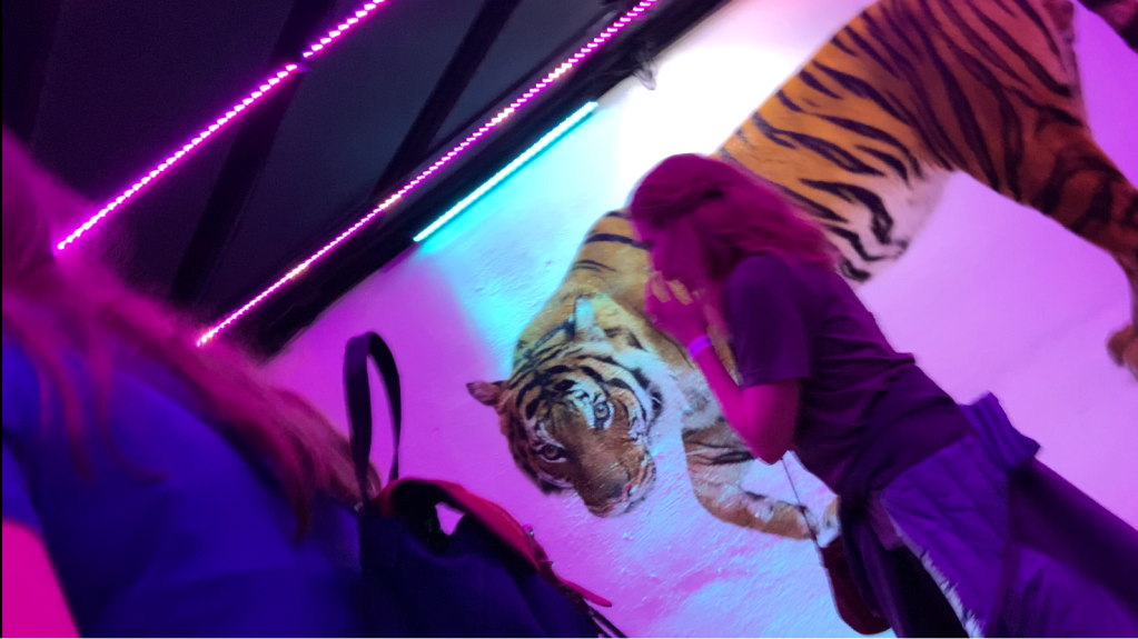 Zoo Lights At The Dallas Zoo|Experience